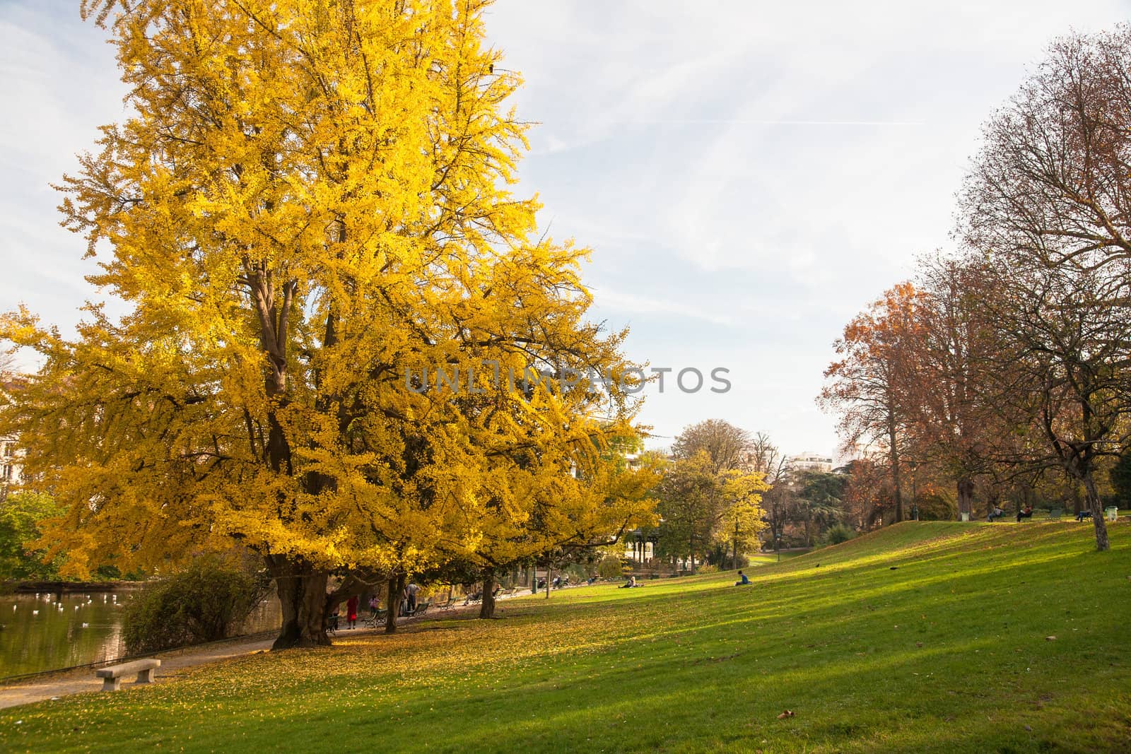 A huge tree with yellow leaves at the foot of a green slope by the lake in Montsouris Park, in Paris on a sunny, clear autumn day