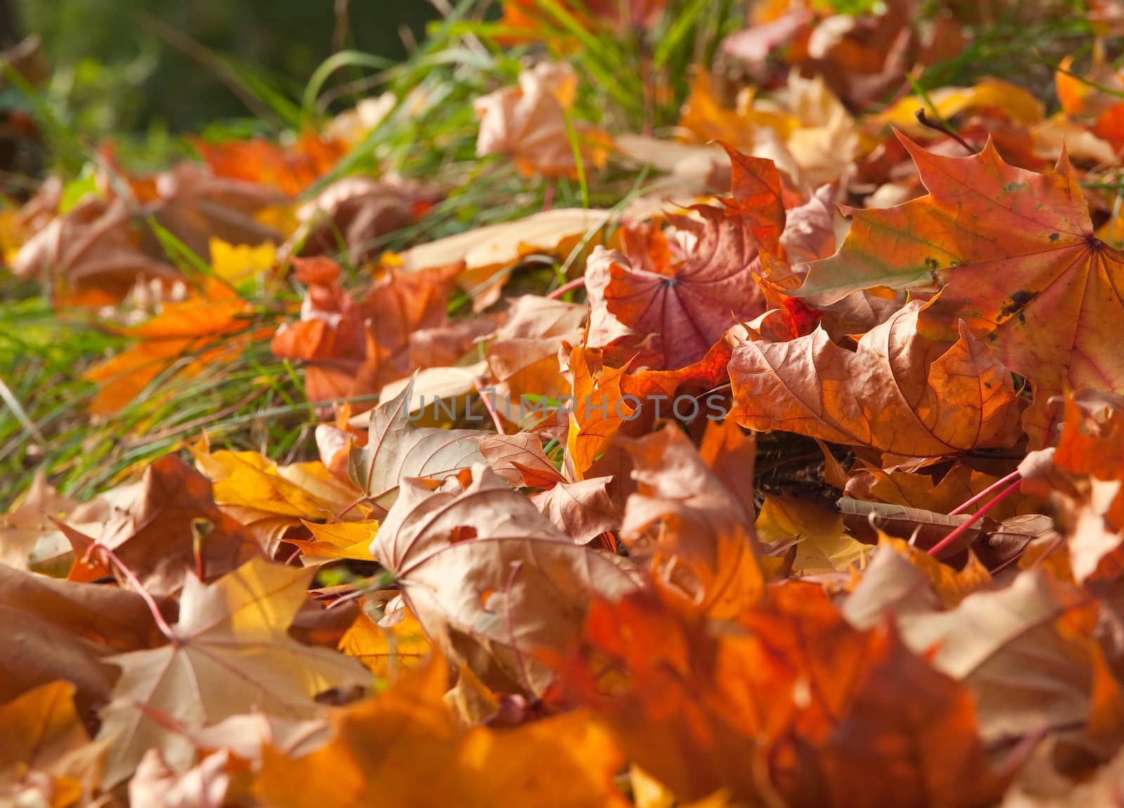 Fallen colorful maple leaves laying on the ground by kvinoz