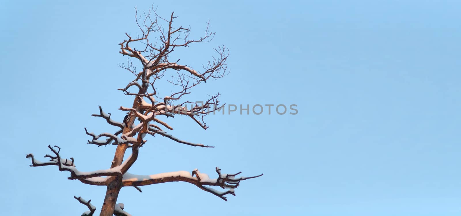 Old tree with woodpecker on blue sky background by kvinoz