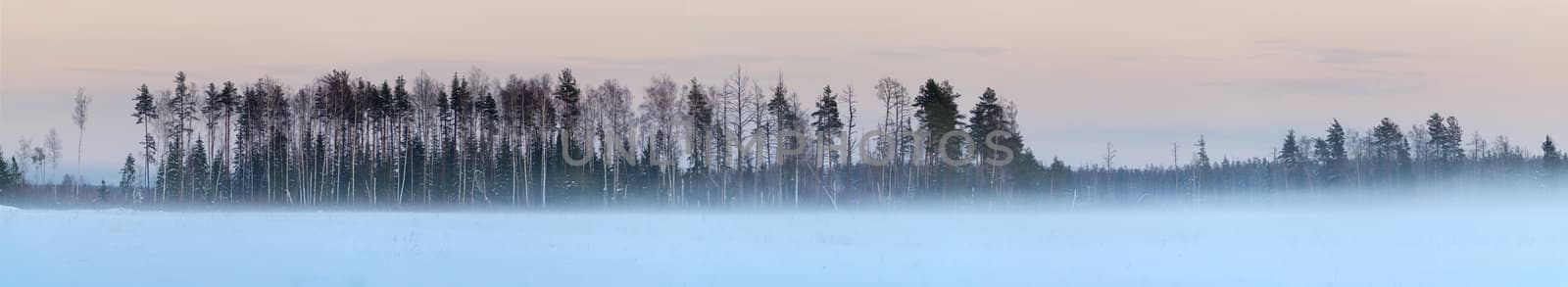 Winter forest panorama with many snow and colorful sky