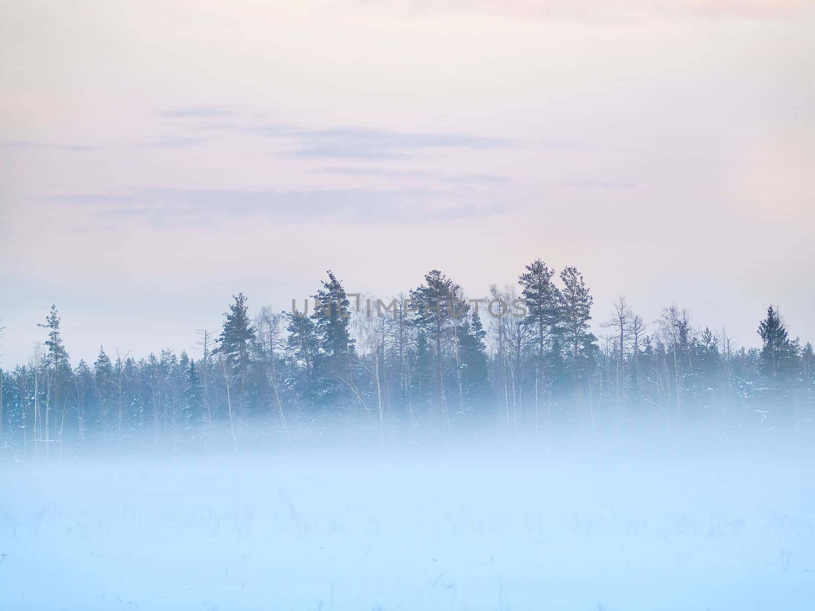 Winter field with trees, fog and colorful evening sky