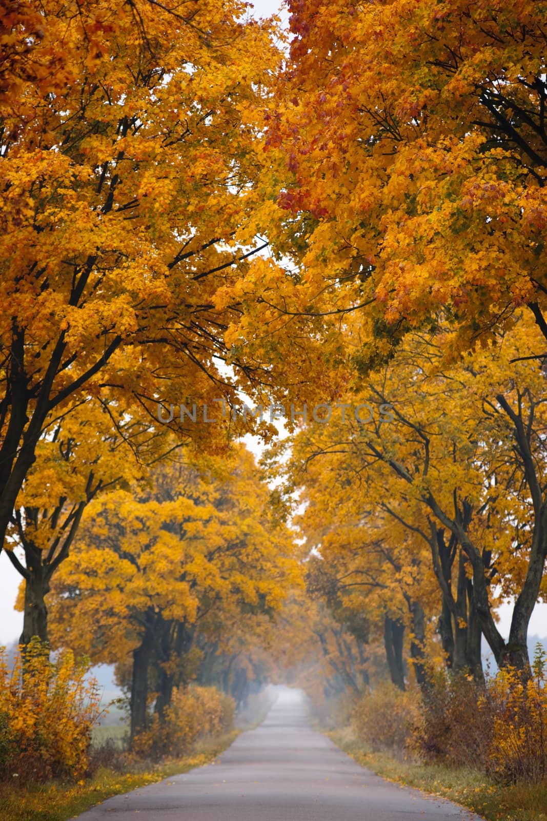 Fall road. by Pietus