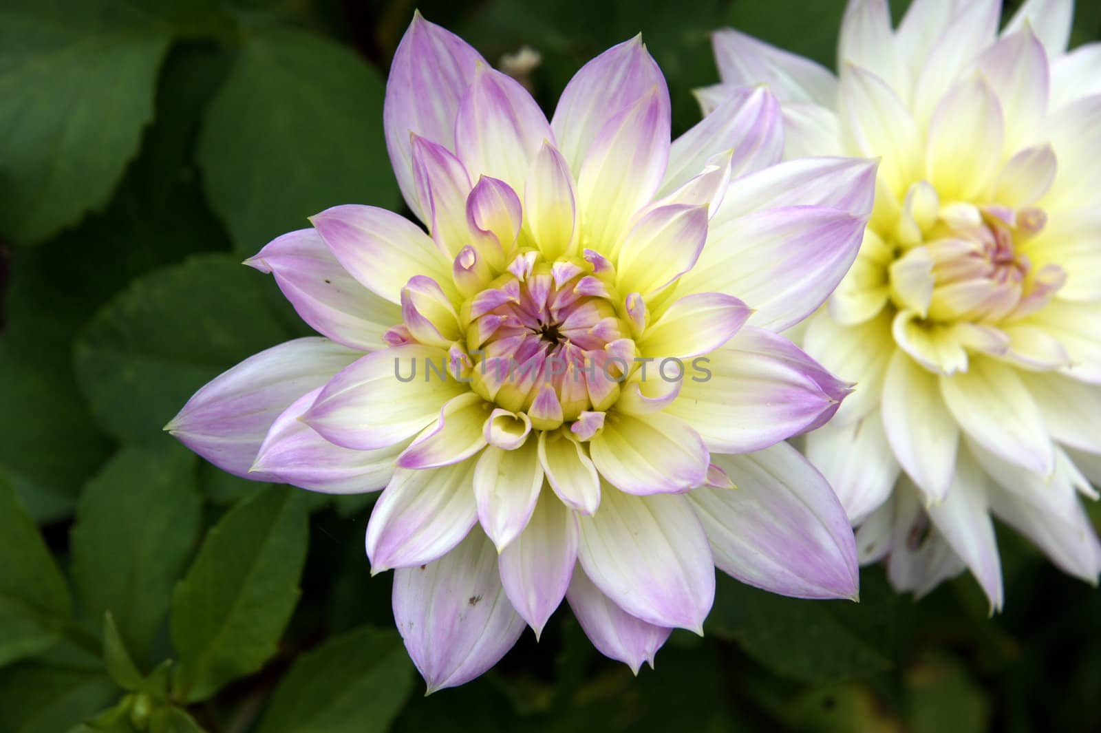 Dahlia on a background of green leaves