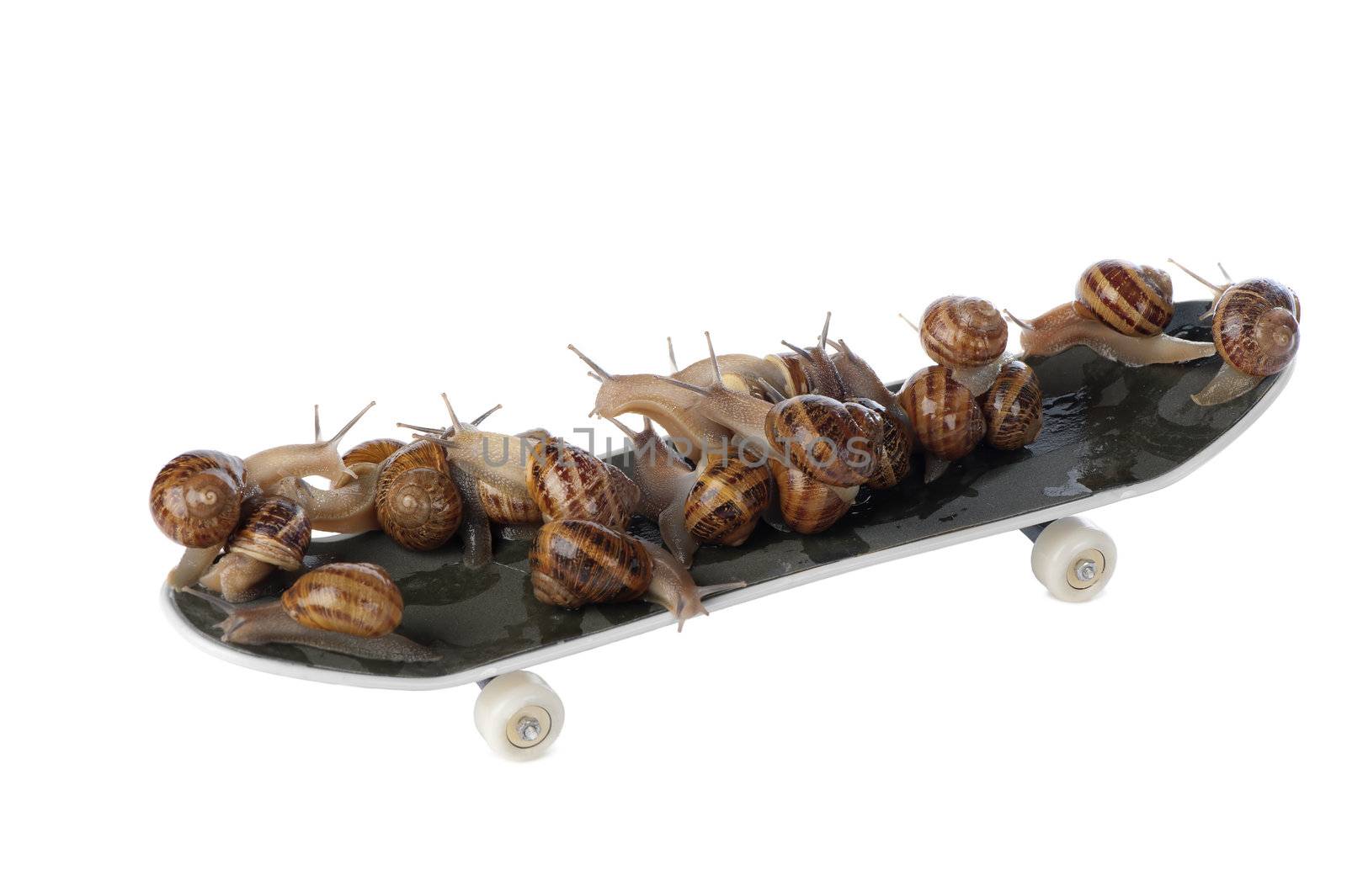 Snails are moving much faster with the aid of roller skates.