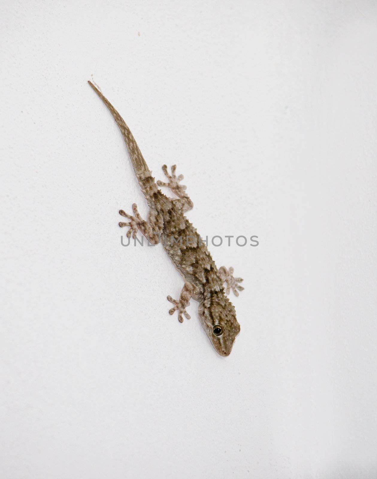 Young brown and green gecko on white wall