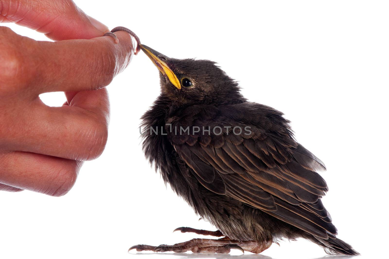 A baby starling is fed with an earthworm by a human hand.