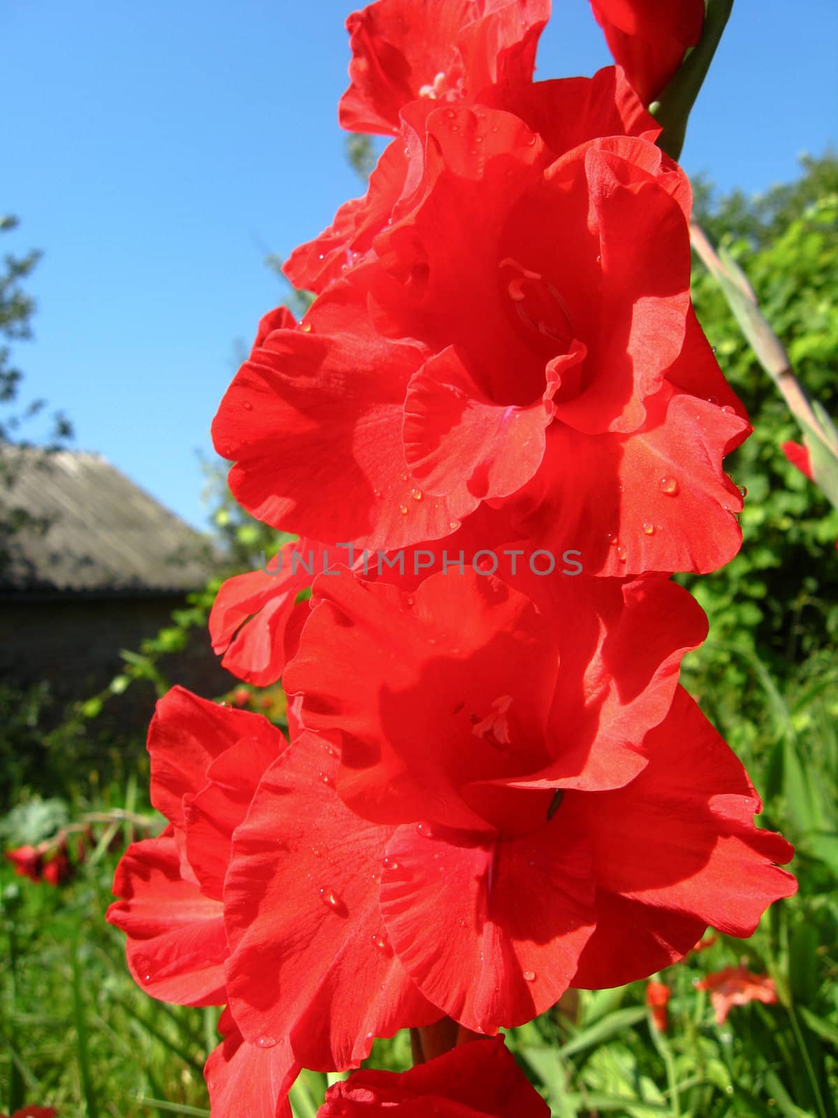 a beautiful and bright flower of red gladiolus