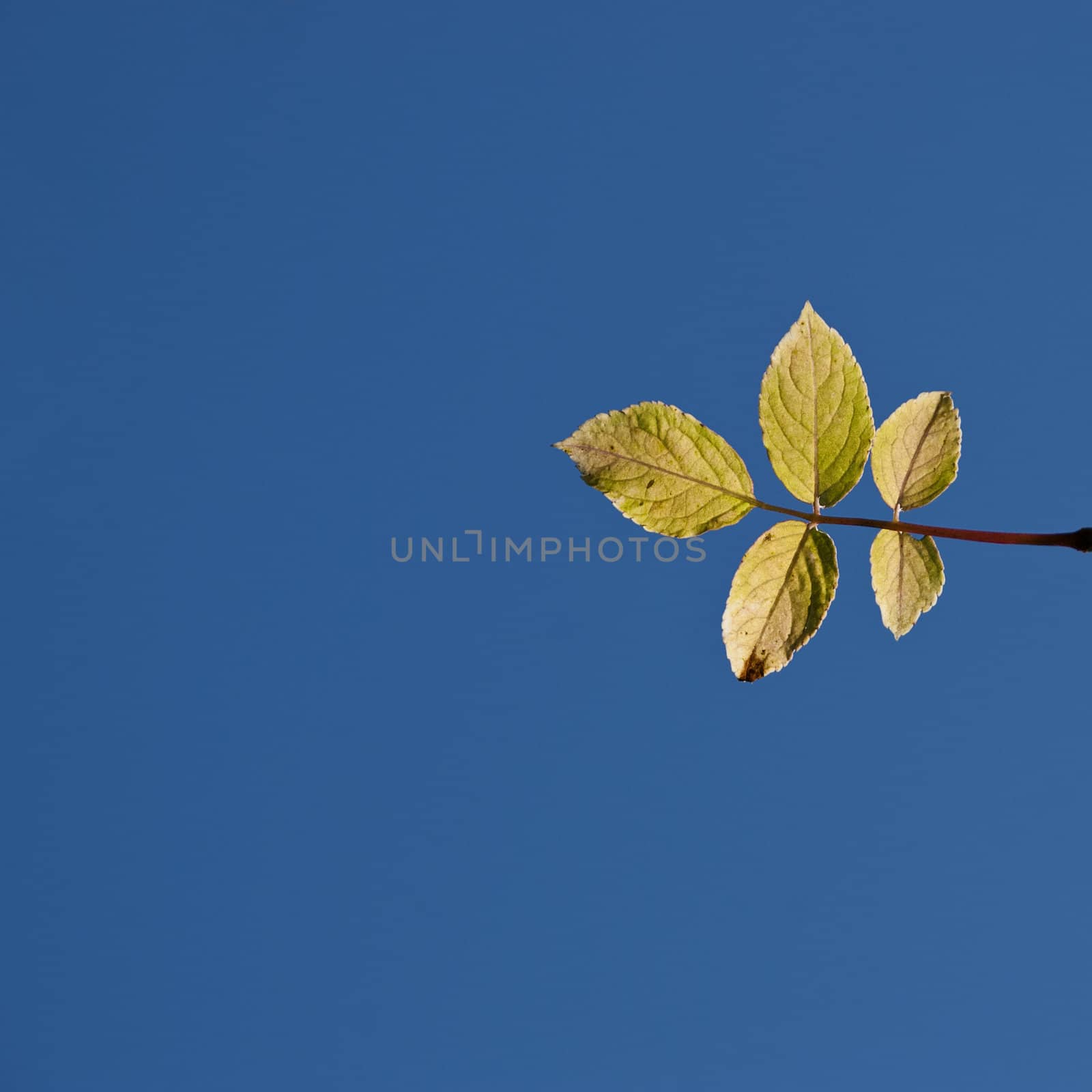 Yellow leaves against the sky by sarahdoow