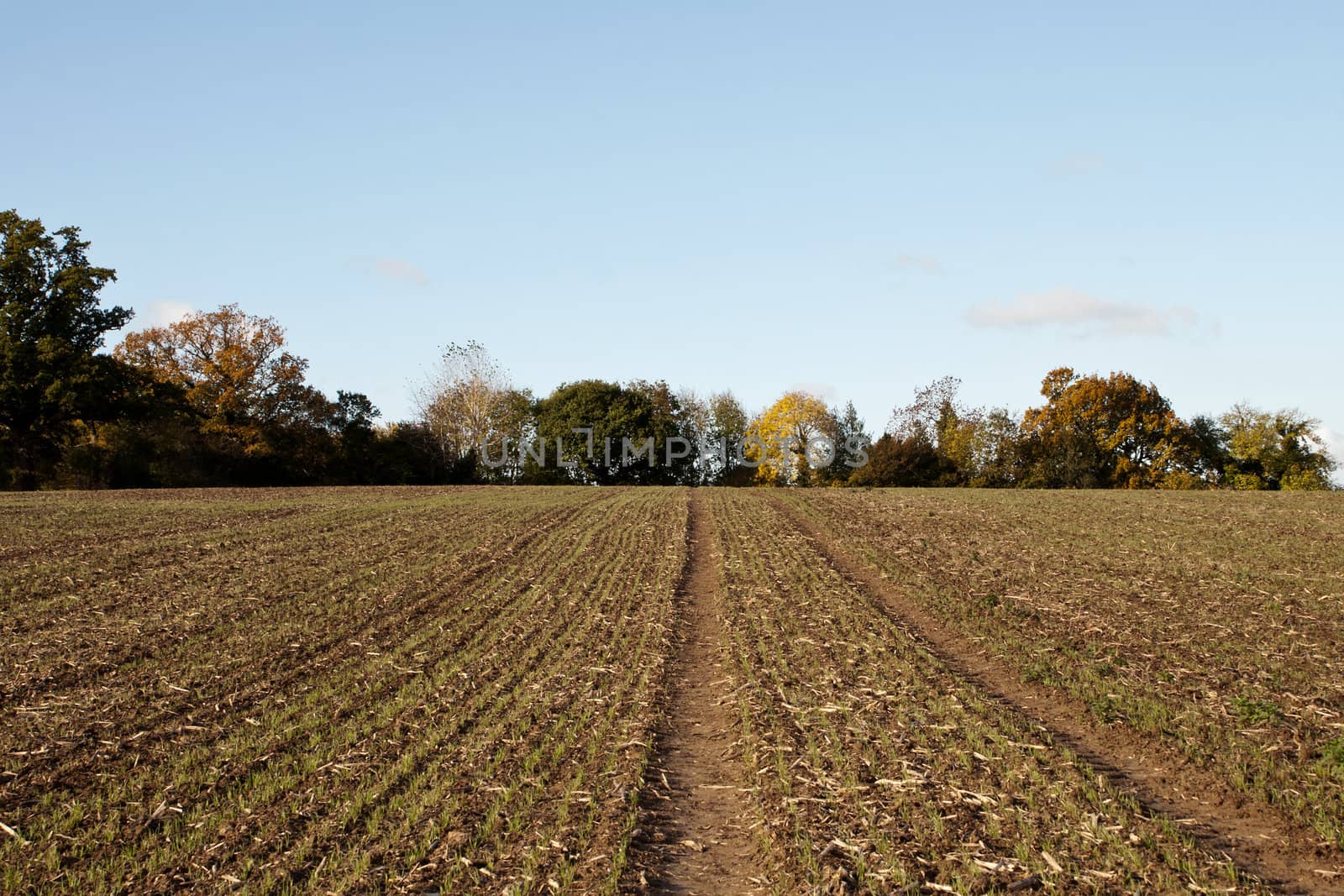 Farmland with new crops growing, edged by autumnal trees