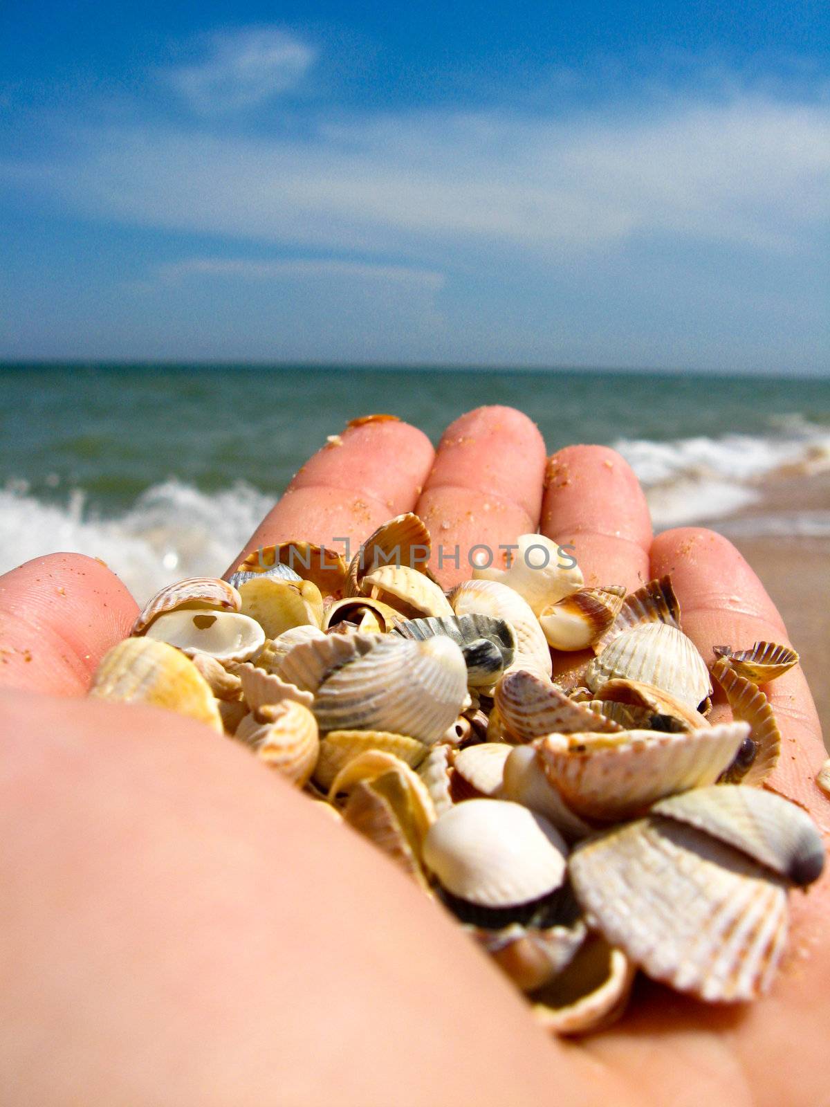 Hand with cockleshells on a background of the sea