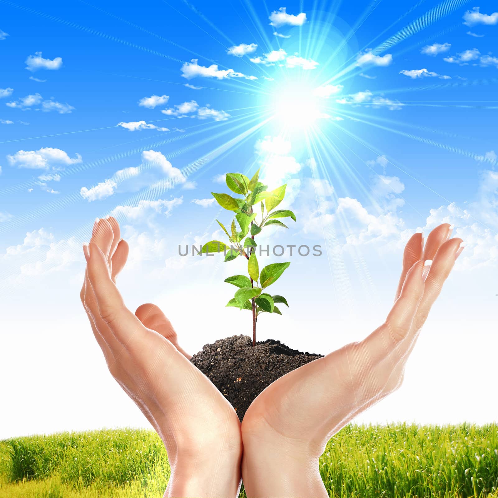 Hands holding green sprouts and sunny sky