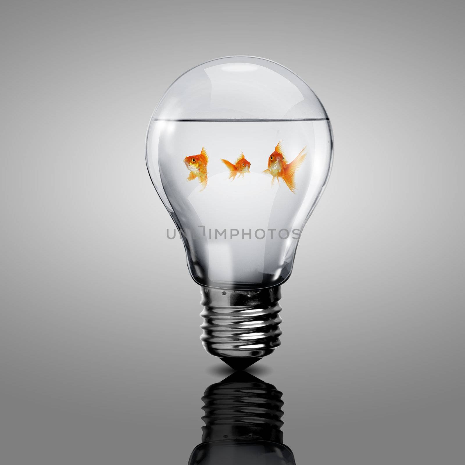 Gold fish inside an electric bulb by sergey_nivens