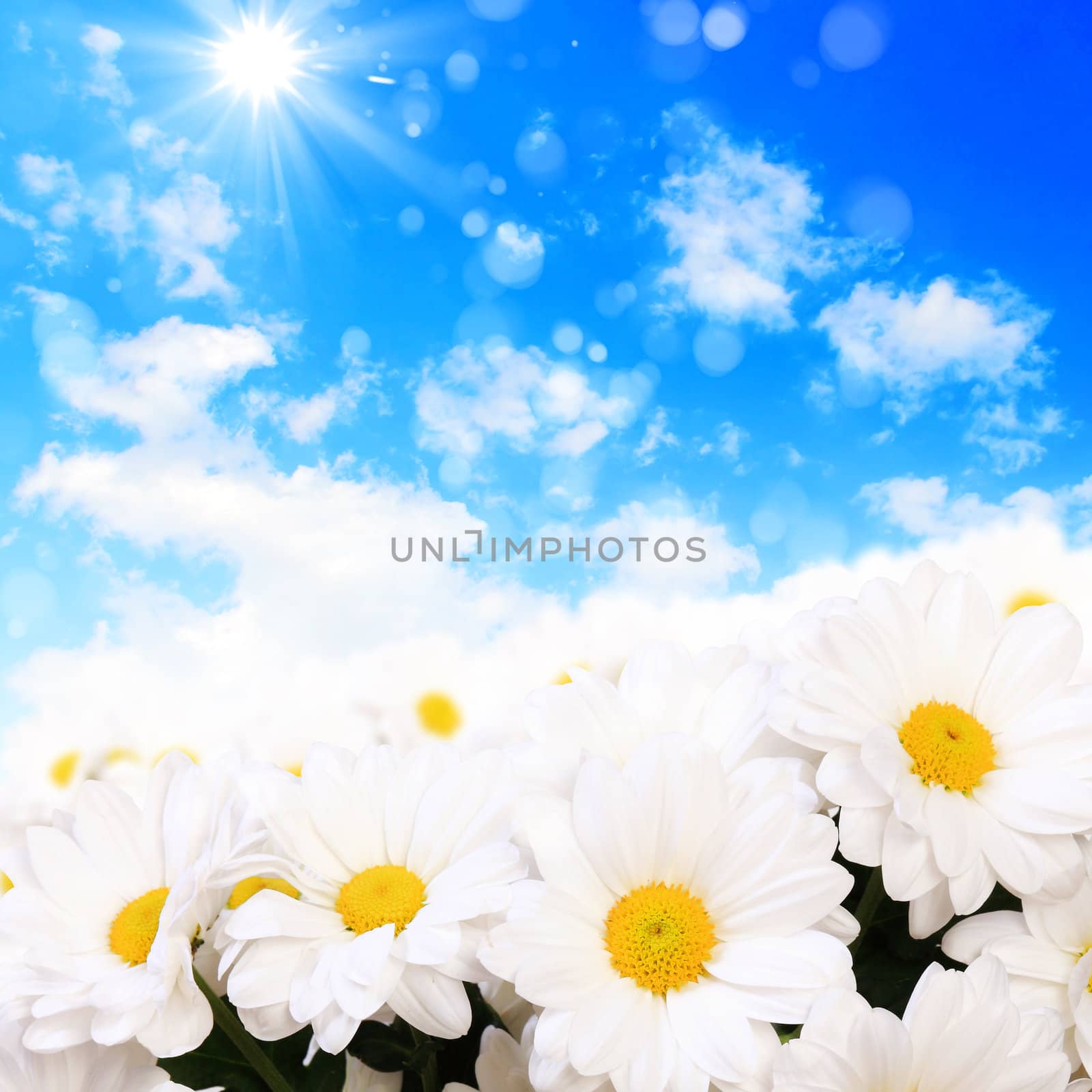 Colourful background with white and yellow camomiles