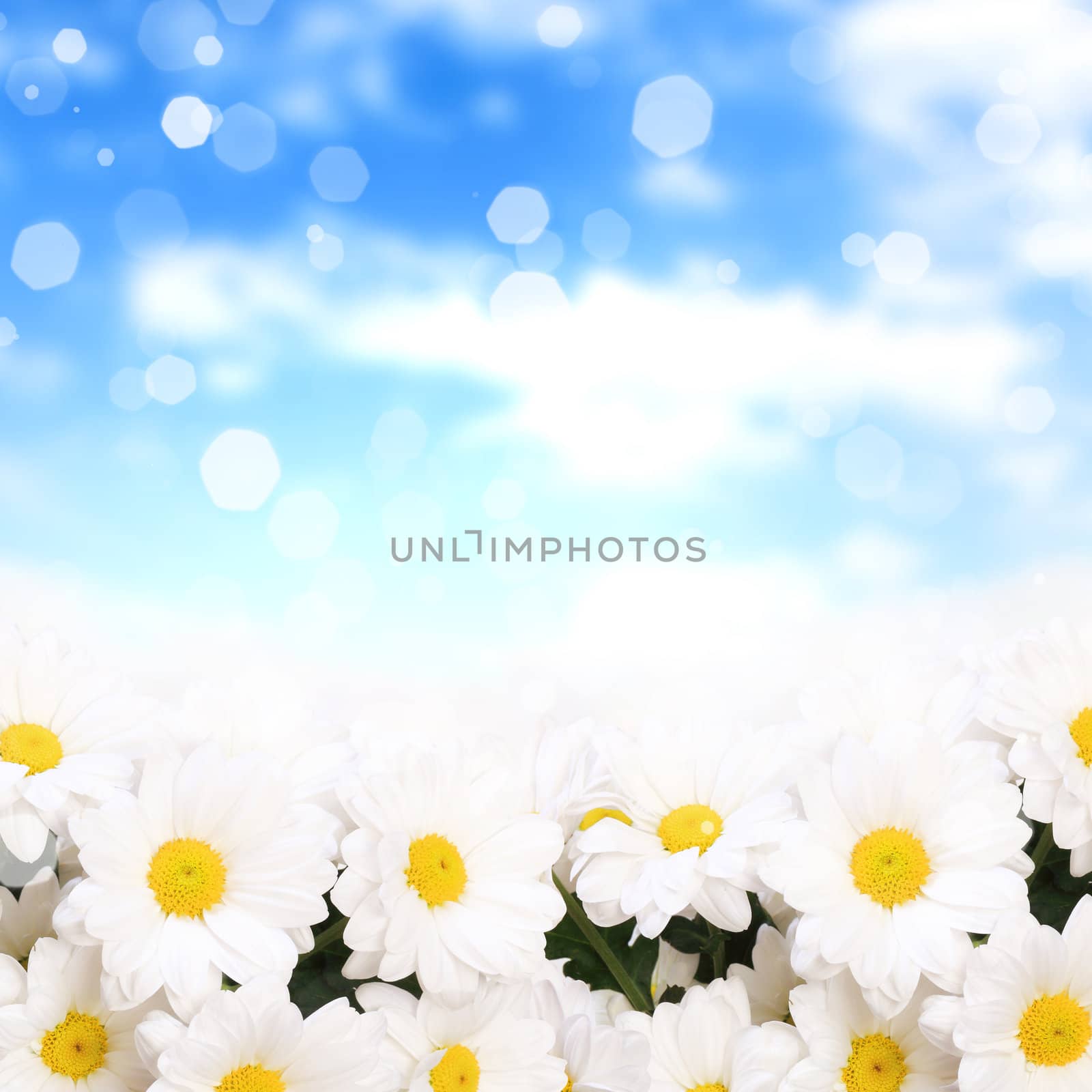 Colourful background with white and yellow camomiles