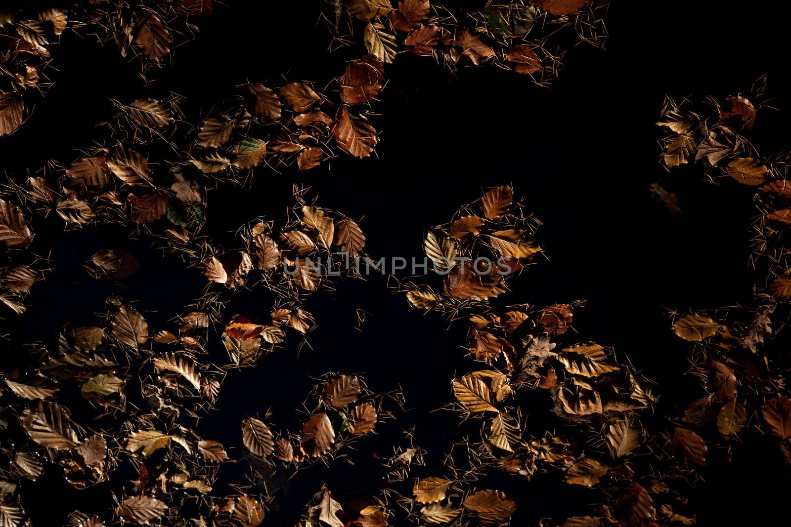 Autumnal colored beach tree leaves and pine needles form a pattern on dark space.