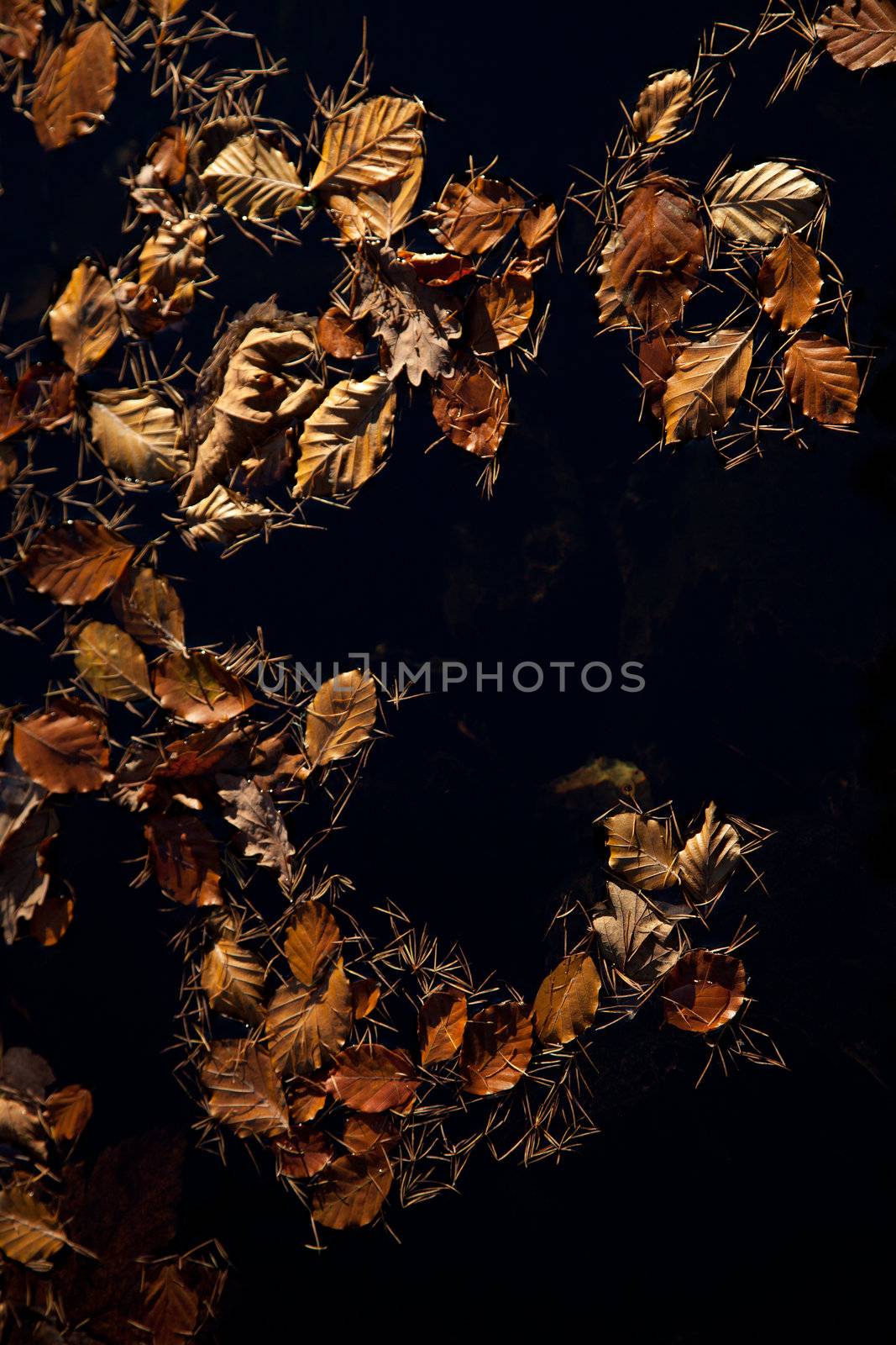 Autumnal colored beach tree leaves and pine needles form a pattern on dark space.