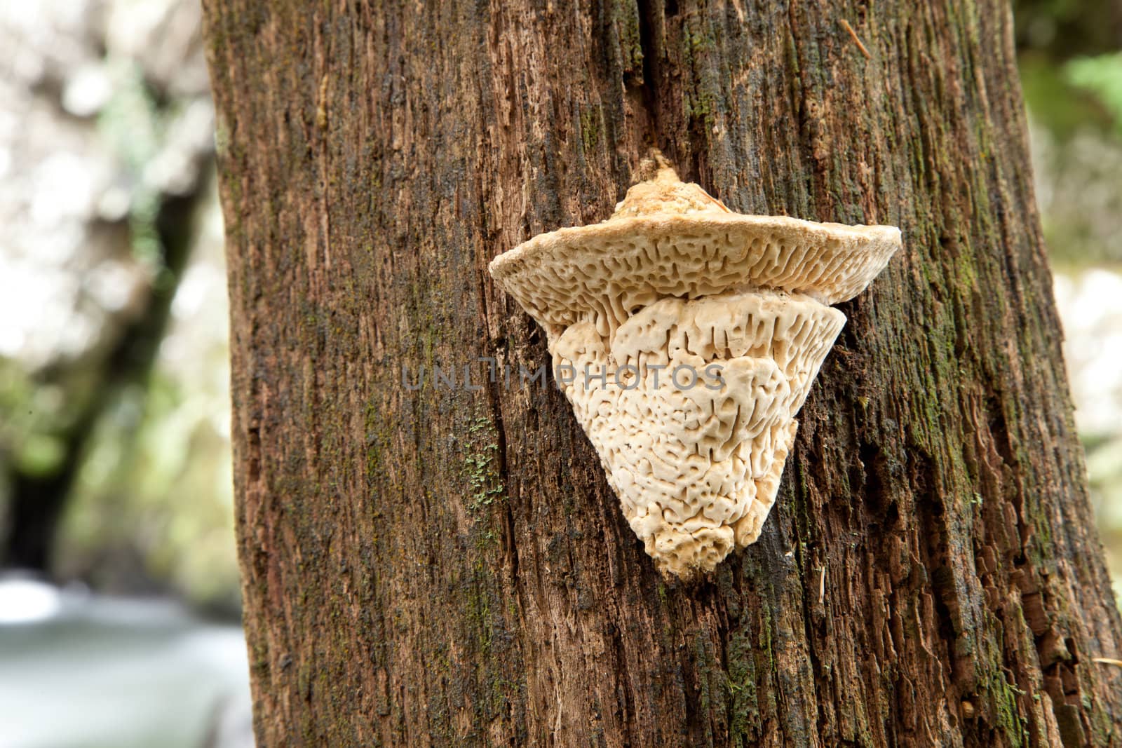 A young creamy colored maze gill, bracket, Datronia mollis, growing on the trunck of a dead oak tree.