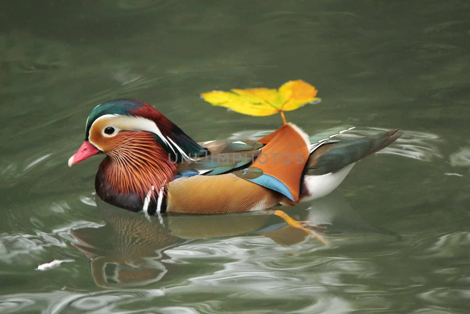 Mandarin duck floating on the water next to an autumn leaf