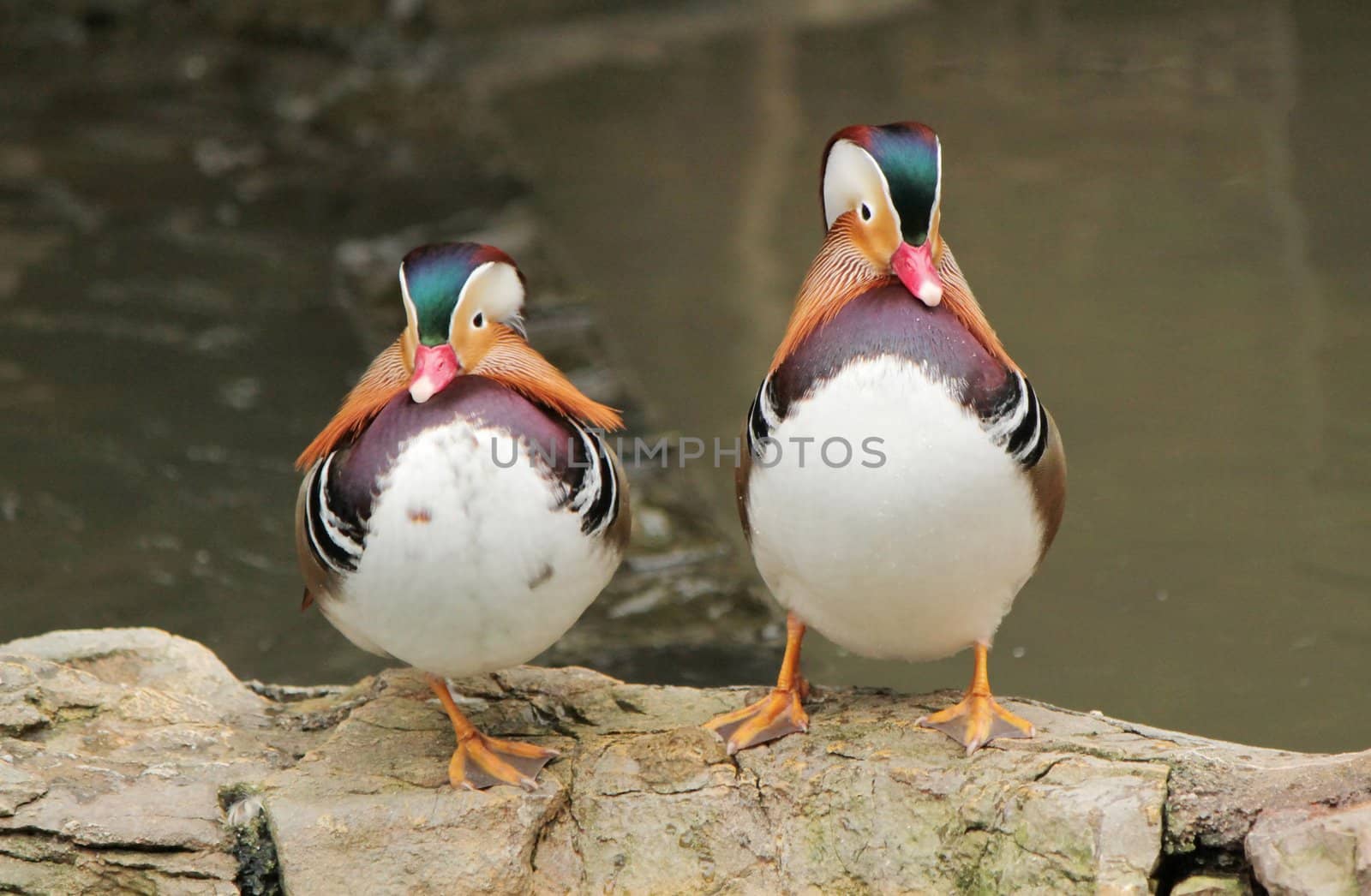 Two mandarin duck standing one next to the other rocks next to a pond
