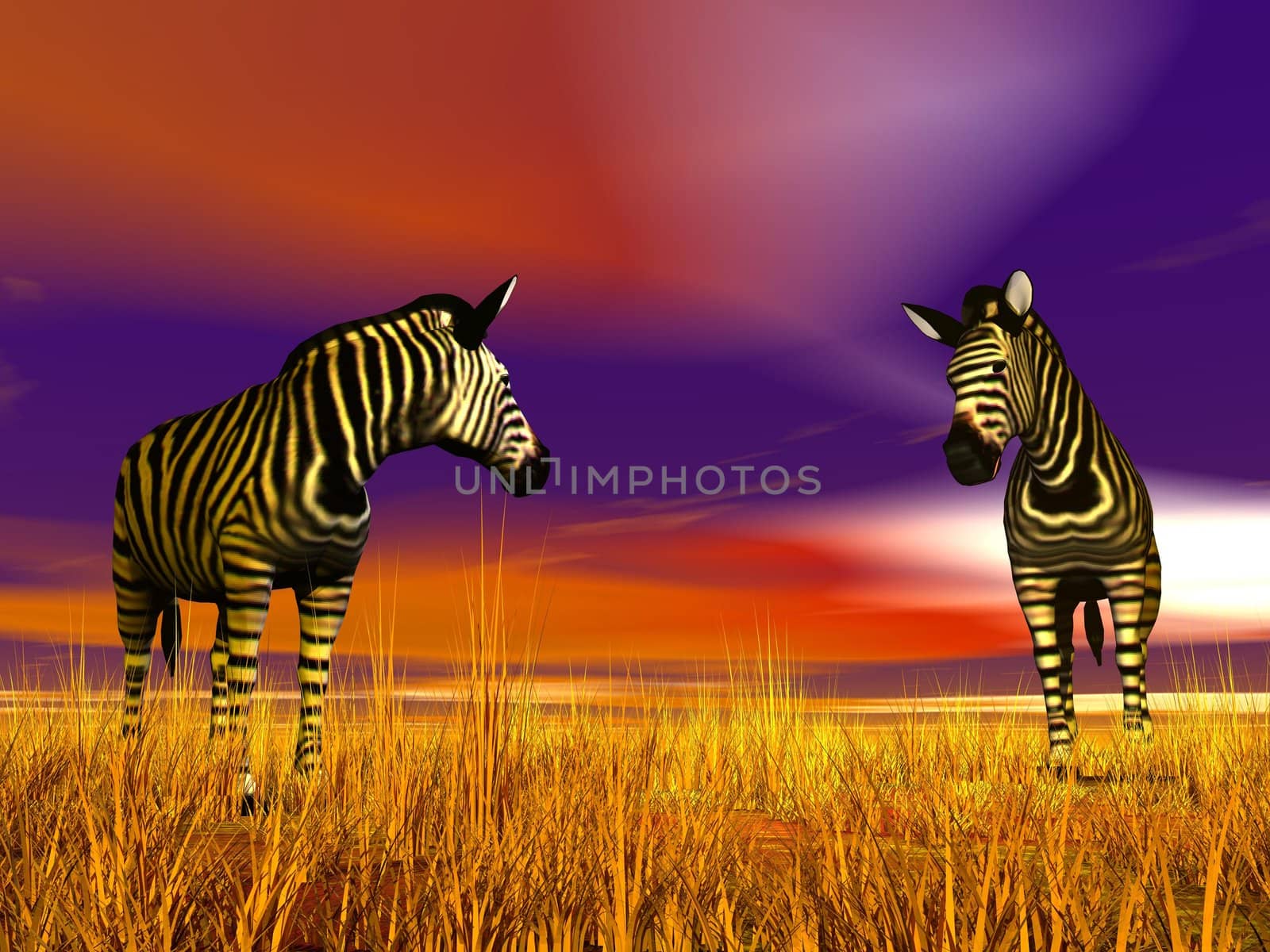Two zebras looking at each other in the savannah by colorful sunset