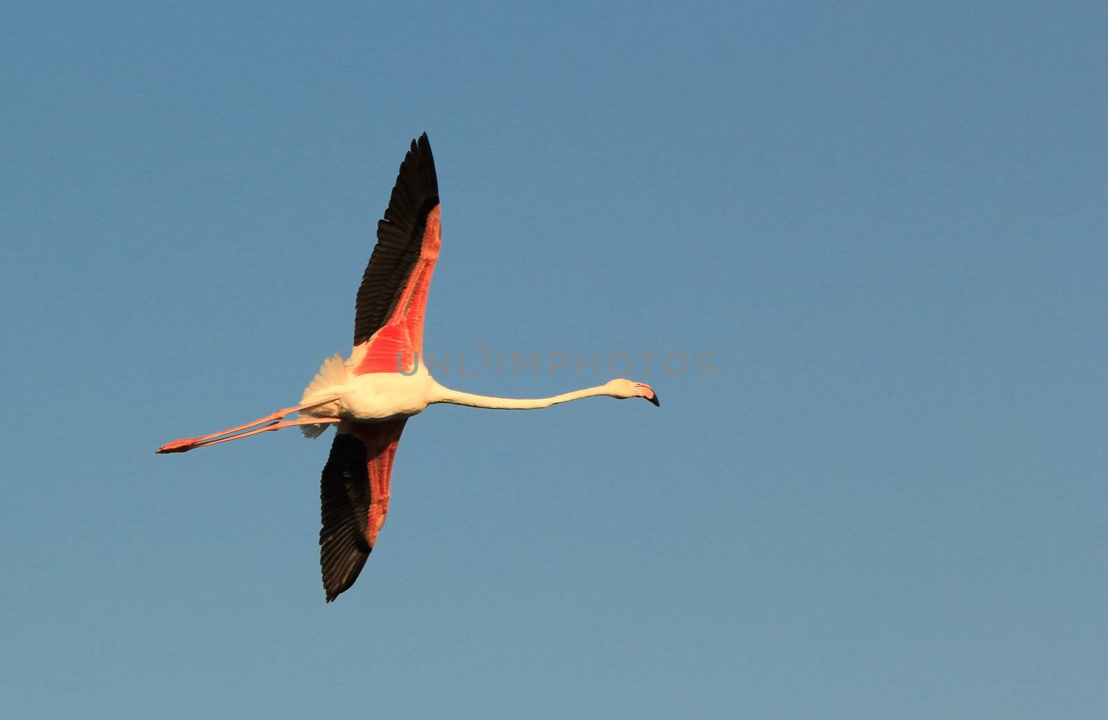 Pink flamingo flying, Camargue, France by Elenaphotos21