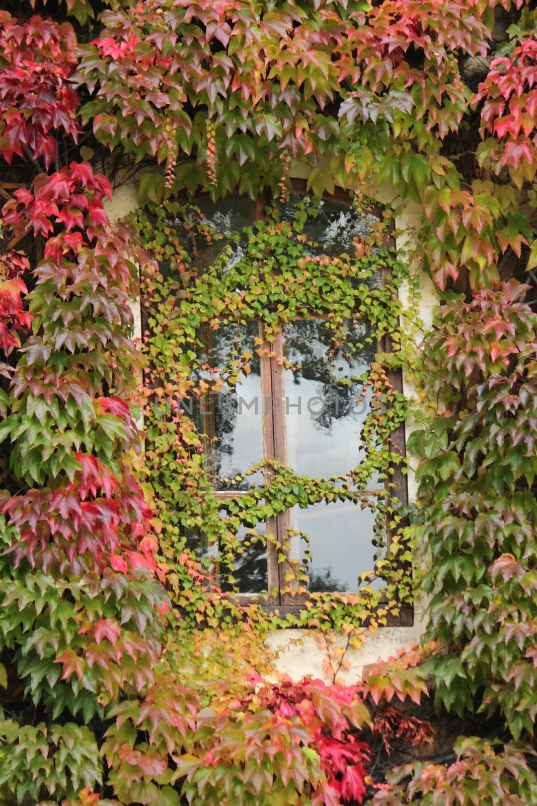 Close up of a window surrounded with colorful ivy autumn leaves