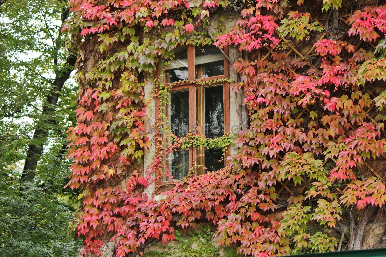Window and ivy by Elenaphotos21