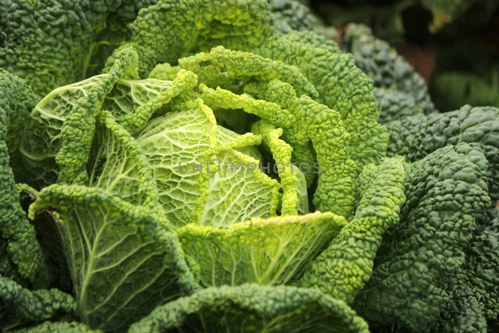 Close up of a beautiful green cabbage