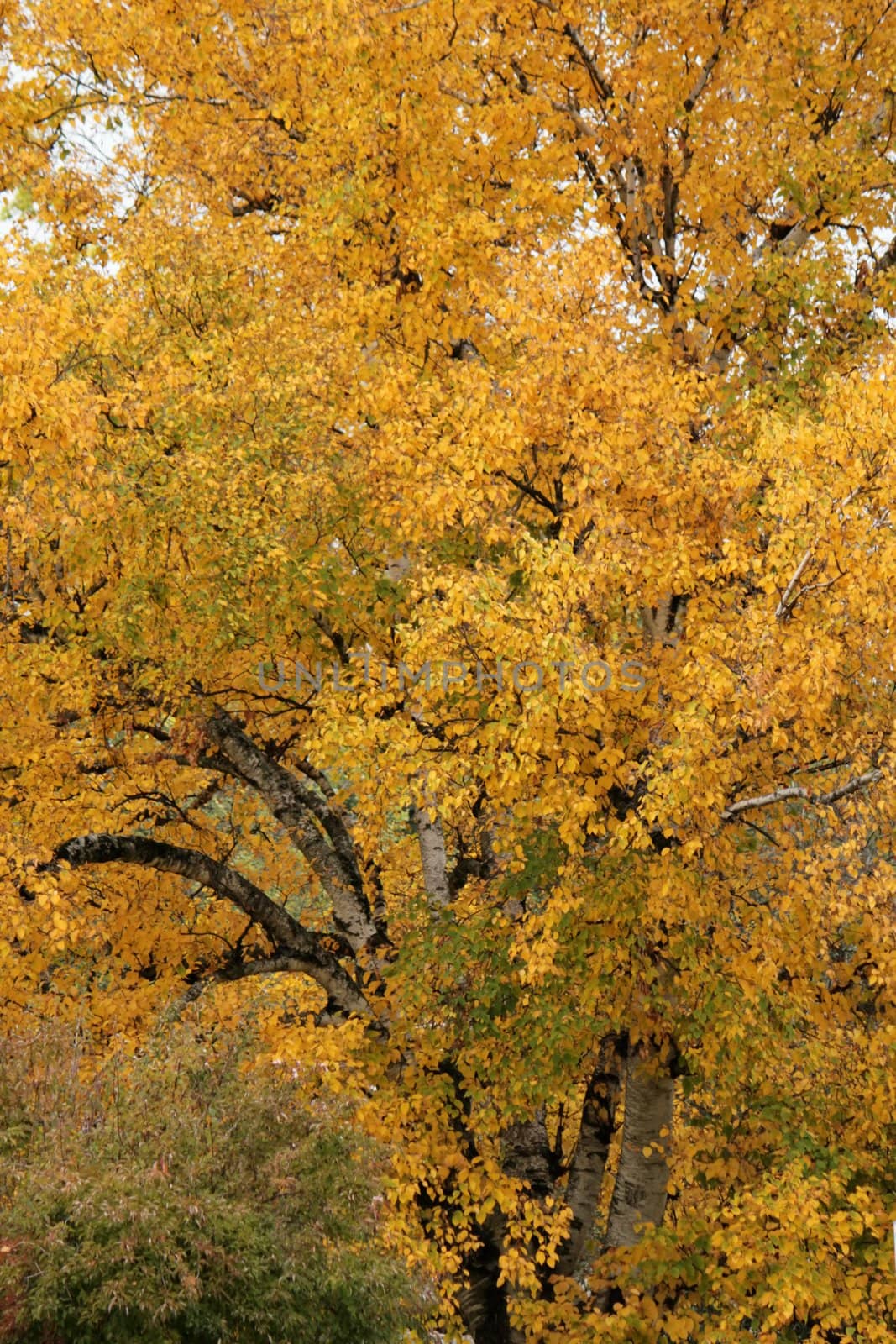 Close up of an autumn tree as background