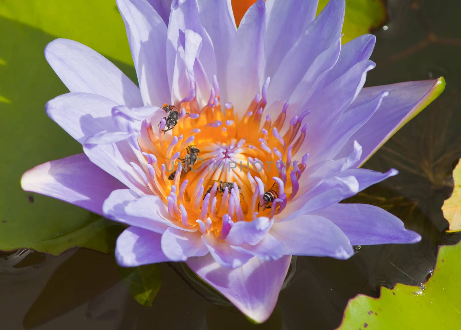 beautiful lotus In the pool by nikky1972