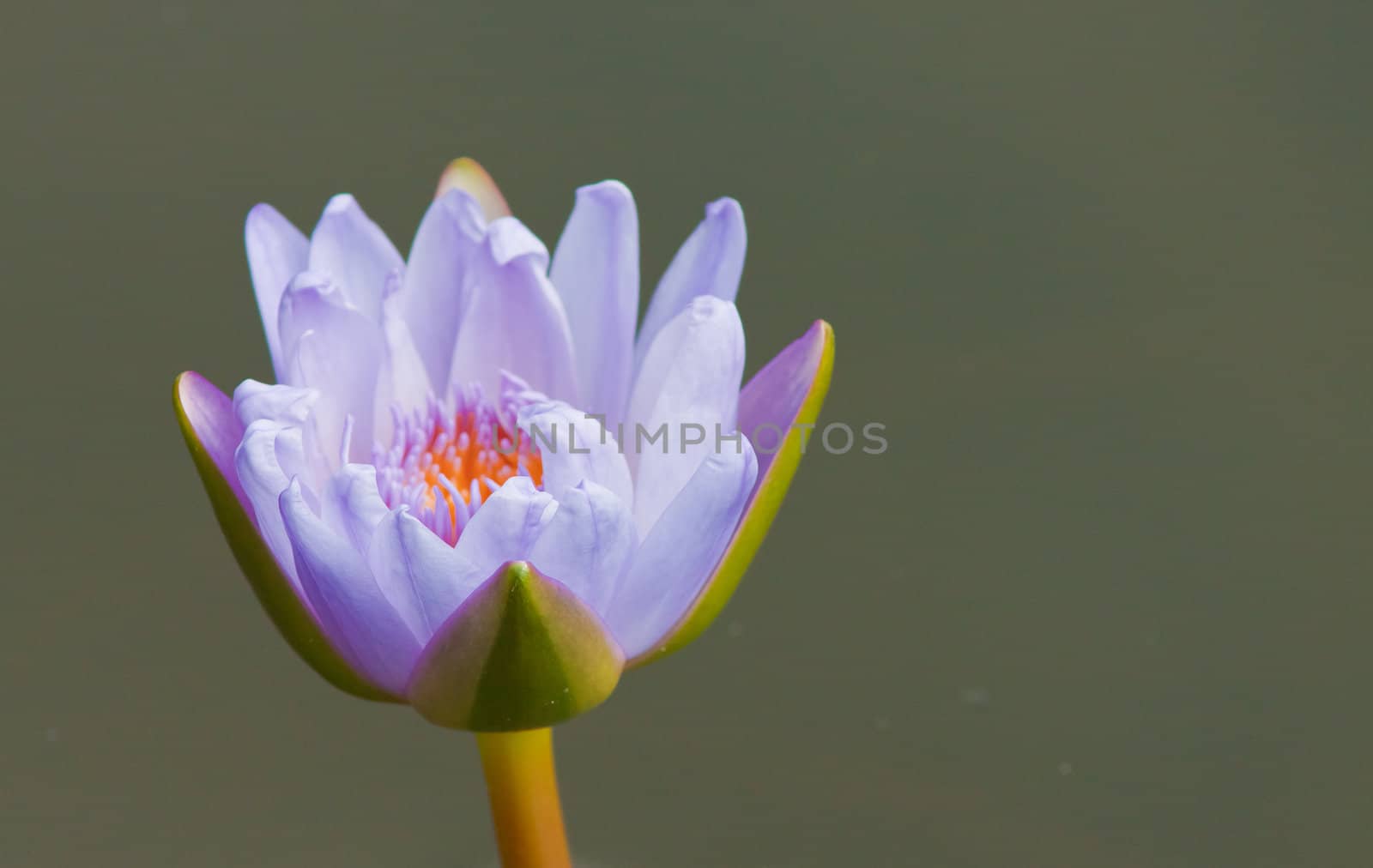 beautiful lotus In the pool