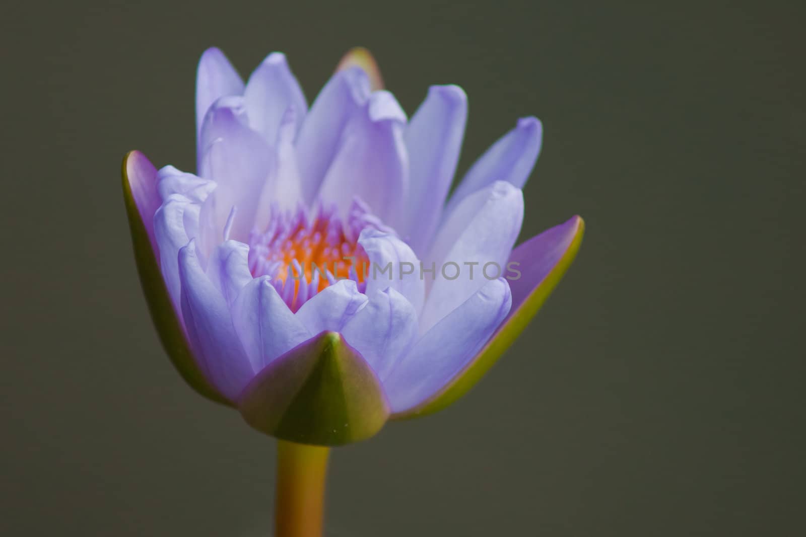 beautiful lotus In the pool