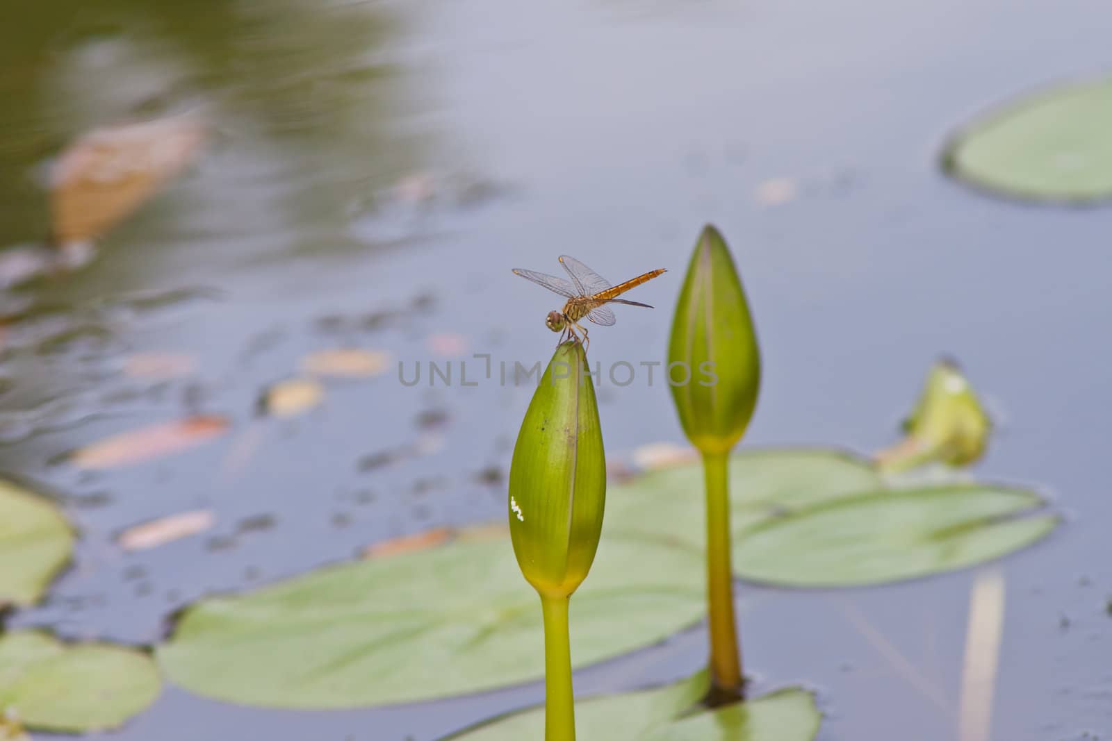 beautiful lotus In the pool by nikky1972