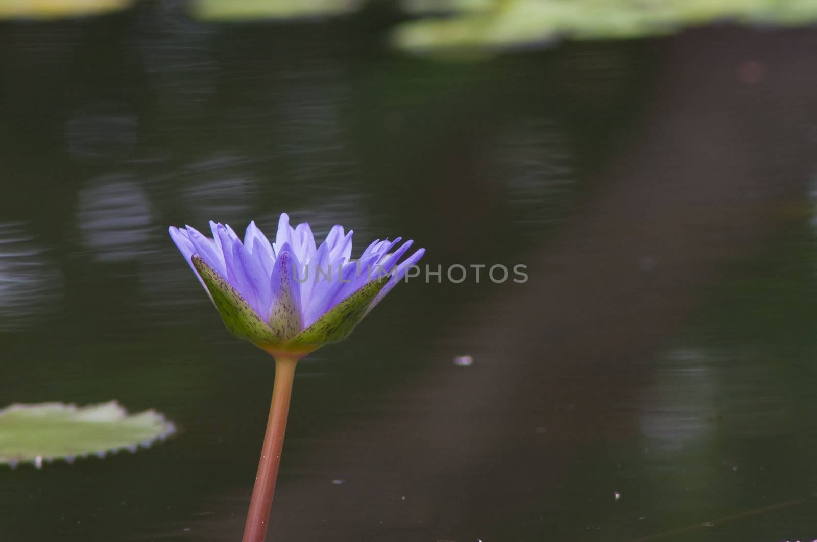 beautiful lotus In the pool by nikky1972