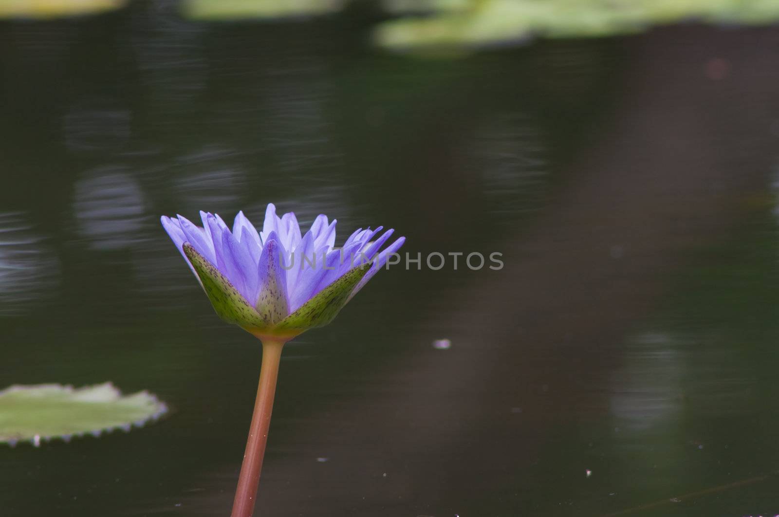 beautiful lotus In the pool