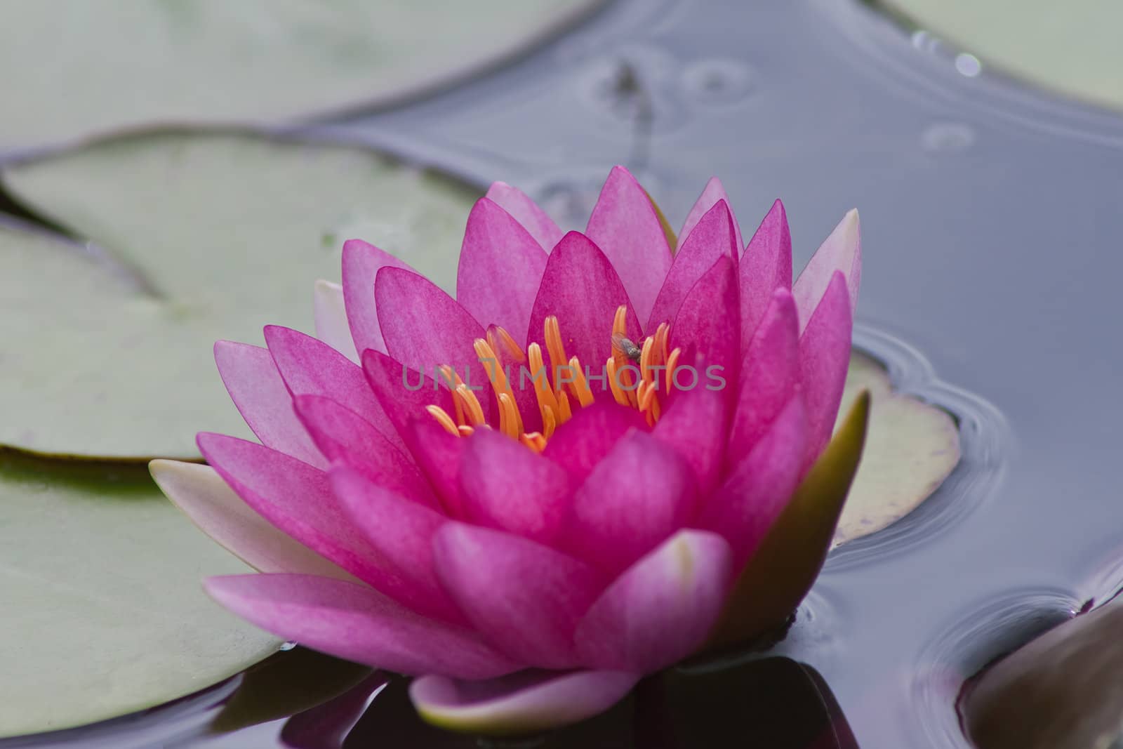 beautiful lotus In the pool