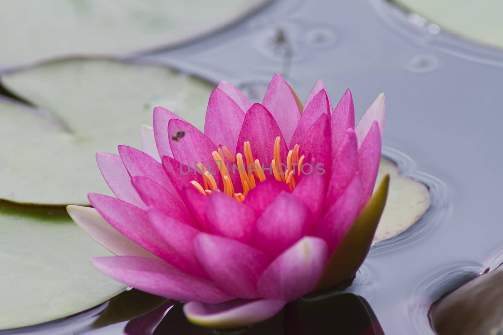 beautiful lotus In the pool by nikky1972