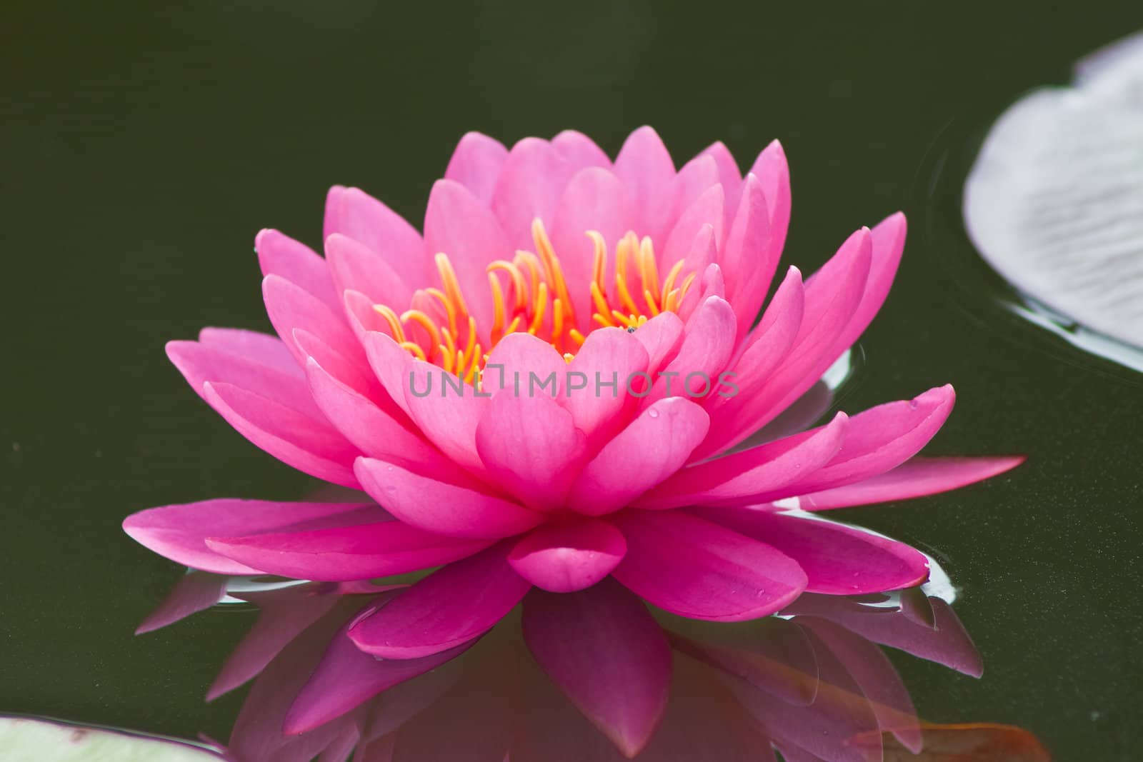 beautiful lotus In the pool