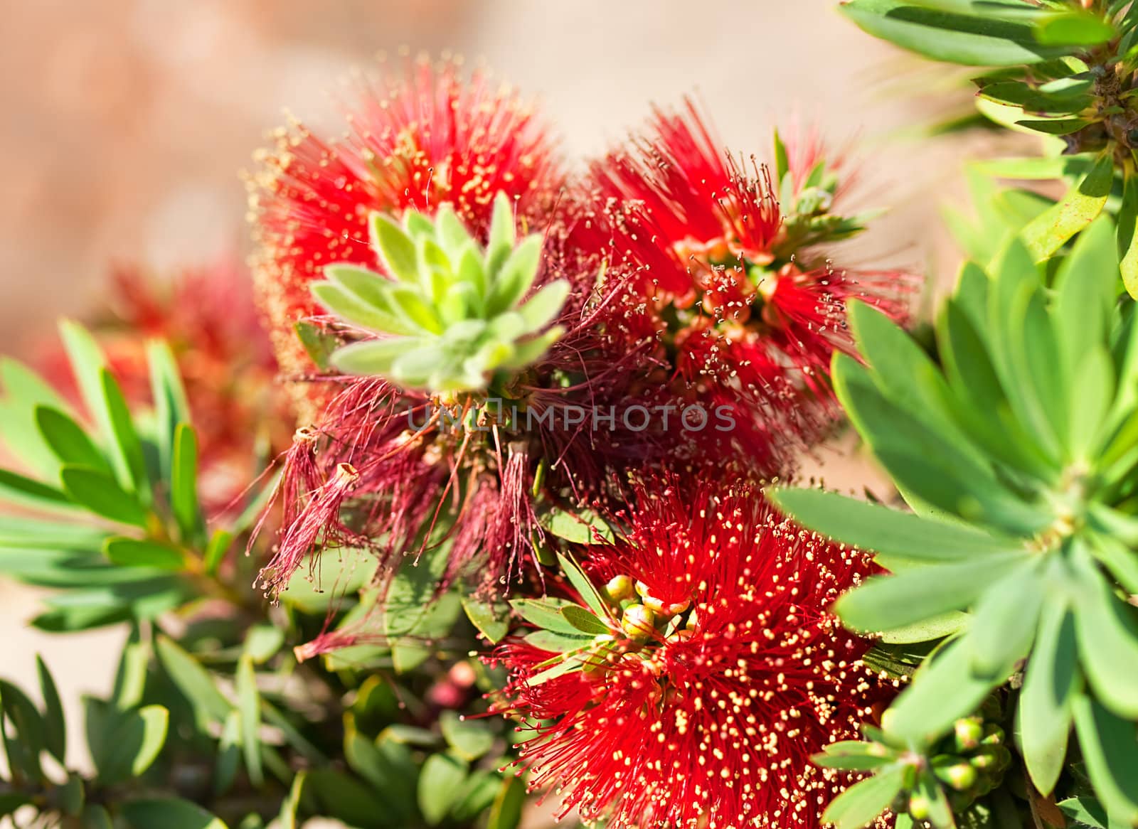 Red bottlebrush flower Australian native plant Callistemon Little John cultivar 