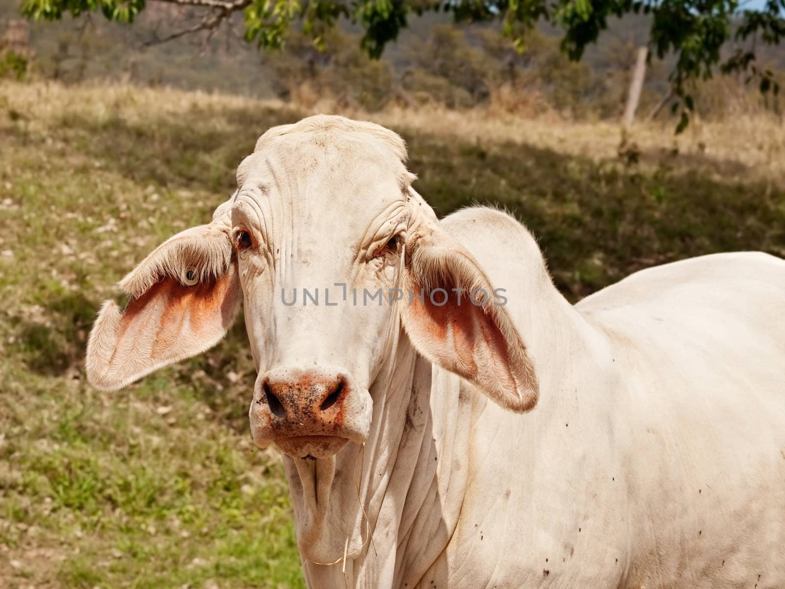 Close up of young white brahman cow on ranch by sherj