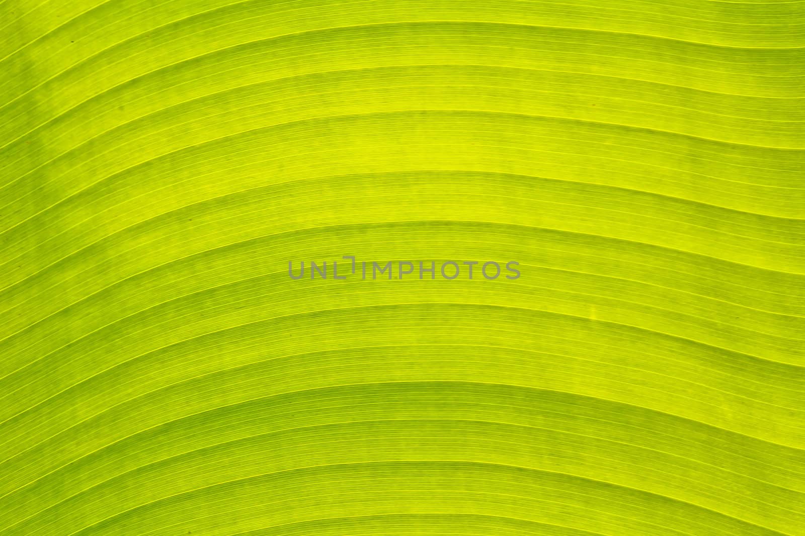 Banana leaf background by Photoguide