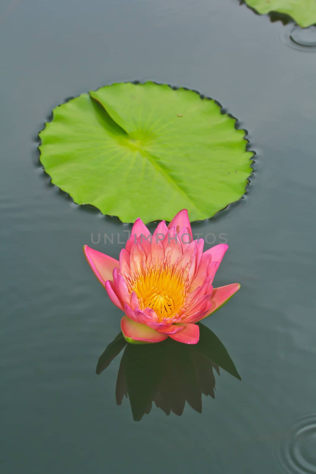 Pink lotus by Photoguide