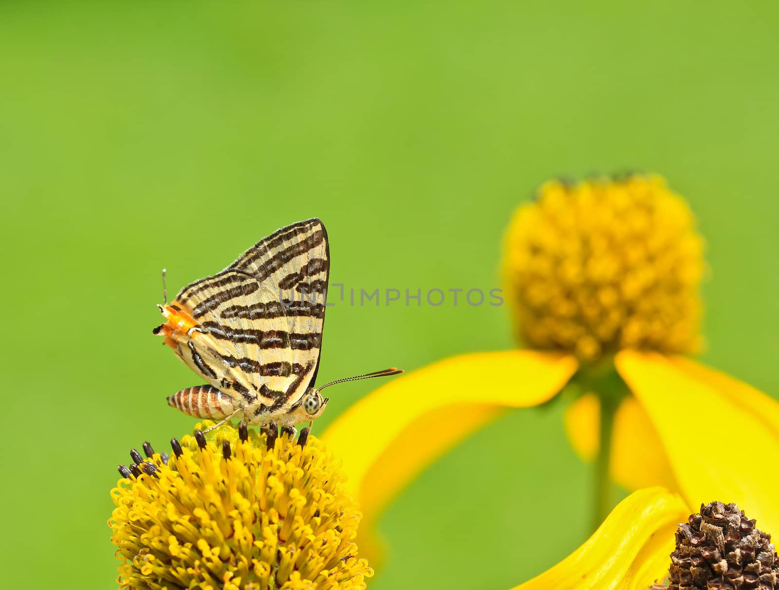 butterfly macro by Photoguide