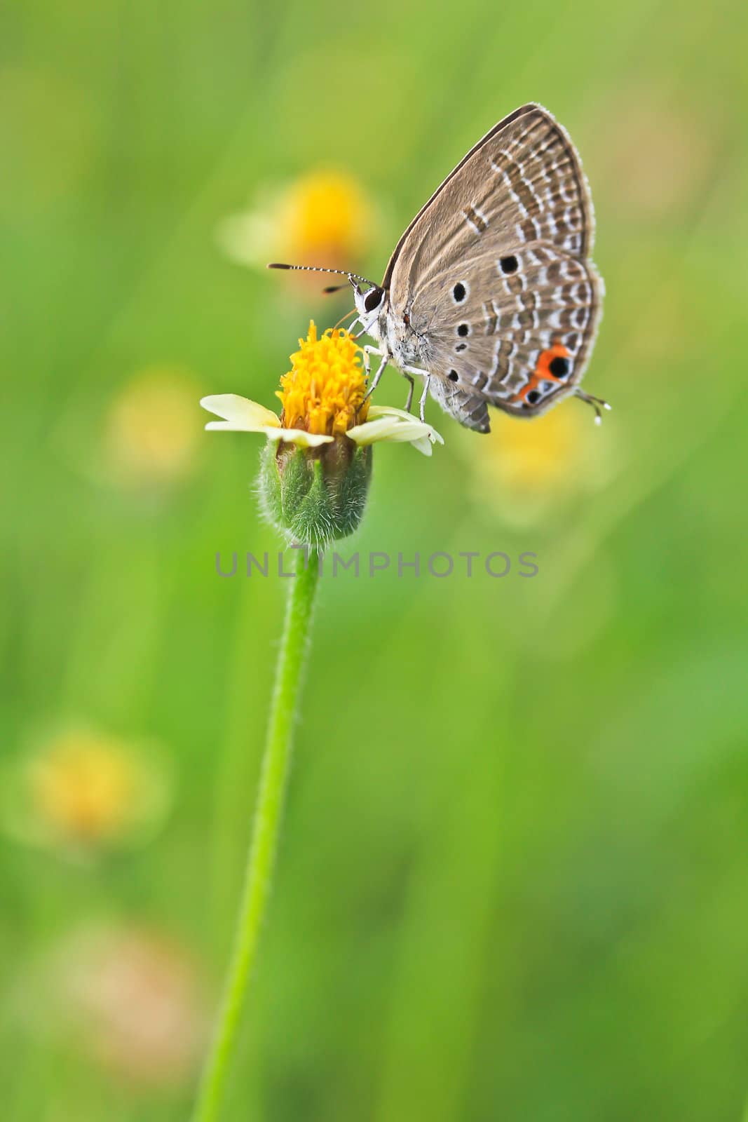 butterfly by Photoguide