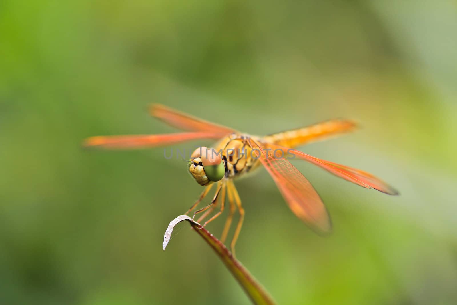 dragonfly macro by Photoguide