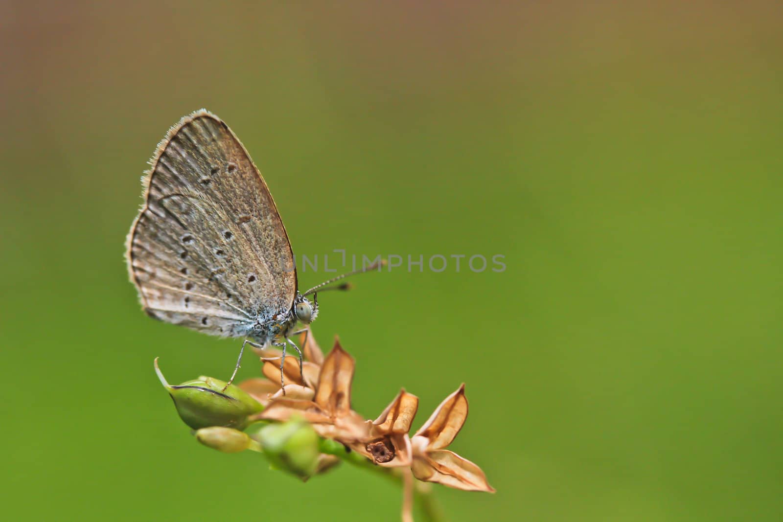 butterfly by Photoguide