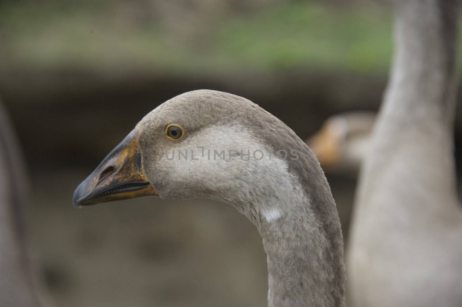 domestic geese walking in the barnyard farm