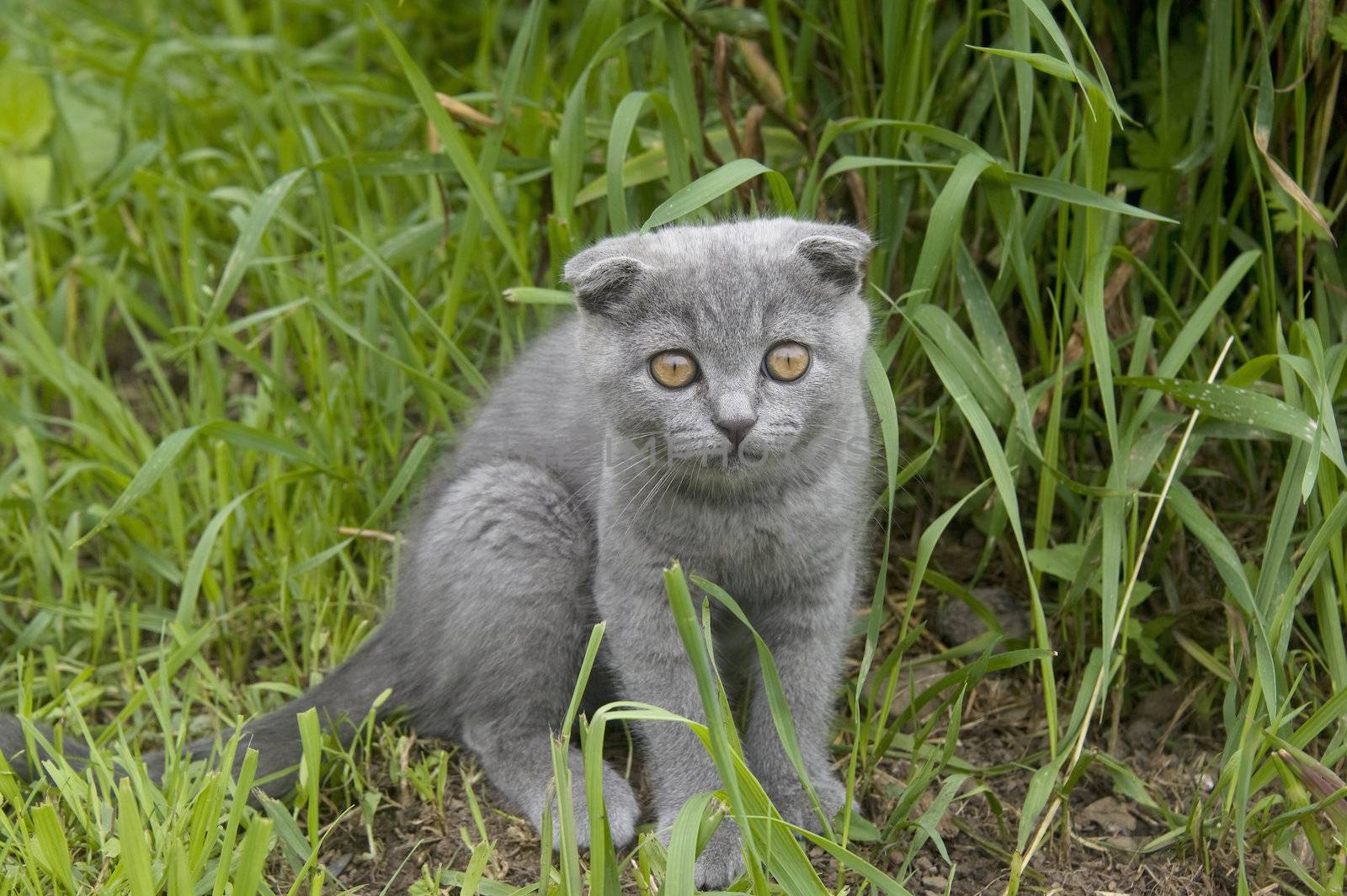 small gray cat playing in the garden