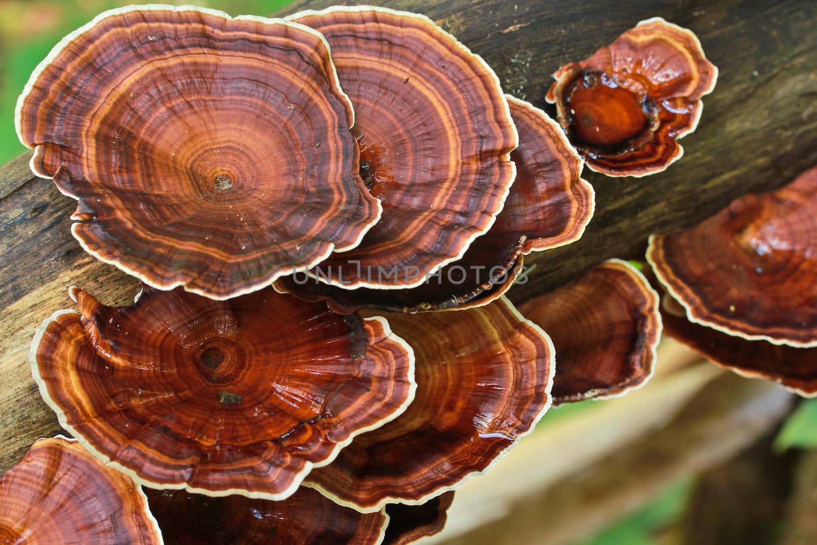 Mushrooms in the forest at Mae Hong Son province, Thailand