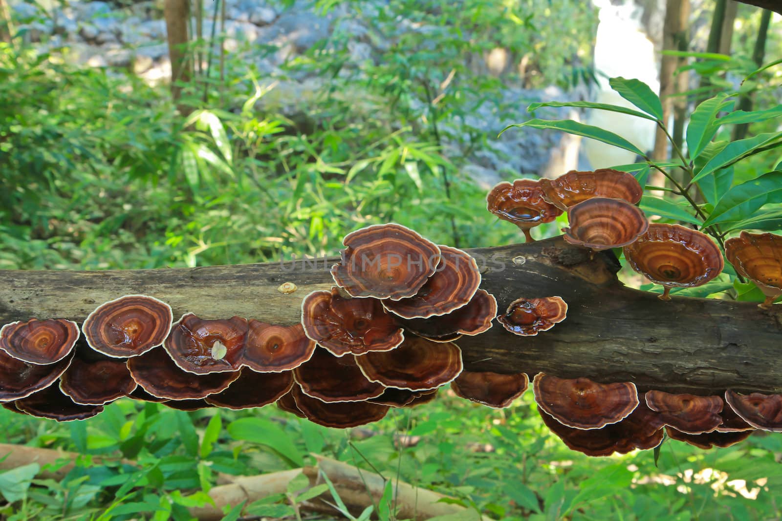 Mushrooms in the forest at Mae Hong Son province, Thailand by Photoguide
